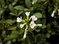 Arabis caucasica IMG_2358 Gęsiówka kaukazka